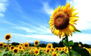 In the 2020-2021 MY, the growth of world sunflower production is expected