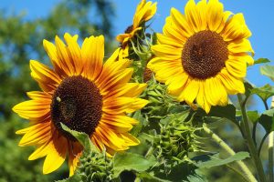 Portugal exported a record amount of sunflower oil by tankers