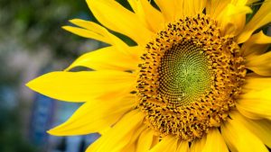 Portugal became a leader in sunflower oil supplies to EU